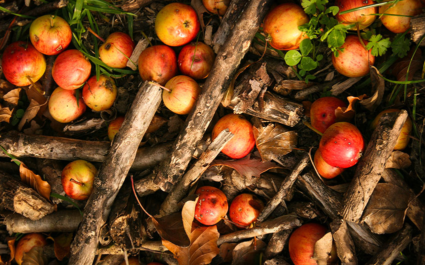 Fallen Ripe Apples in the village of Slad